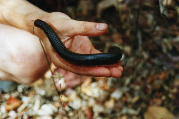 Гигантская африканская многоножка. Вселяют ужас внушительные размеры существа (до 38.5 см). Однако, представитель этого вида не представляет особой опасности для жизни человека. Напротив, его содержат в качестве домашнего питомца. (Leonora Enking)