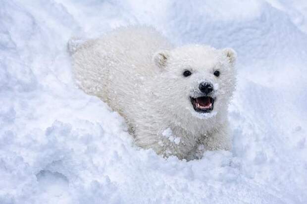 У опекаемых «Роснефтью» белых медведей в зоопарке Новосибирска родился медвежонок