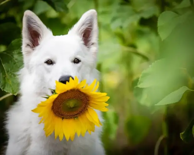 Собаки + цветы = безудержное веселье. Так думала хозяйка трёх собак, но всё пошло не по плану