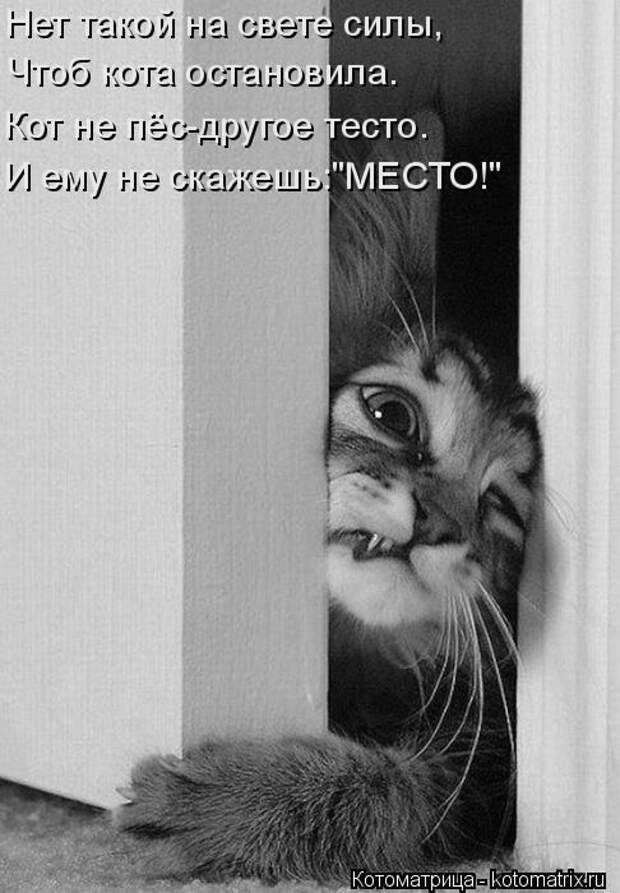 Забавные котоматрицы