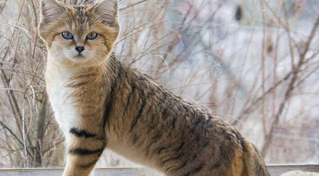 10 потрясающих кошек, которые уже почти исчезли