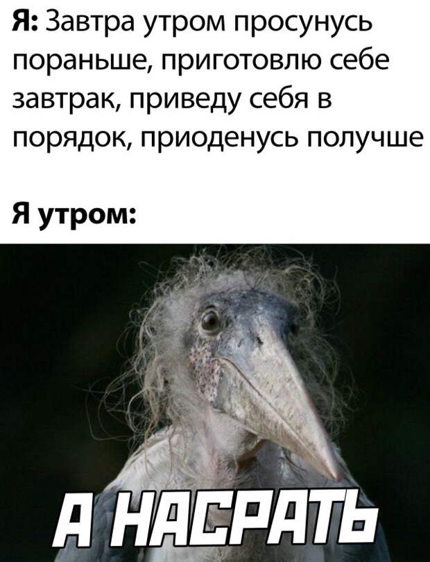 Смешные картинки вечер 29 июля 2021