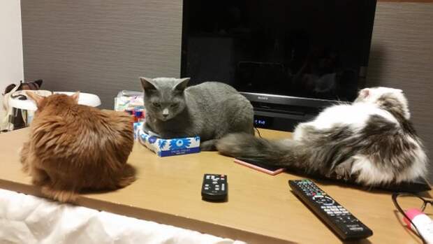 Без кота и жизнь не та