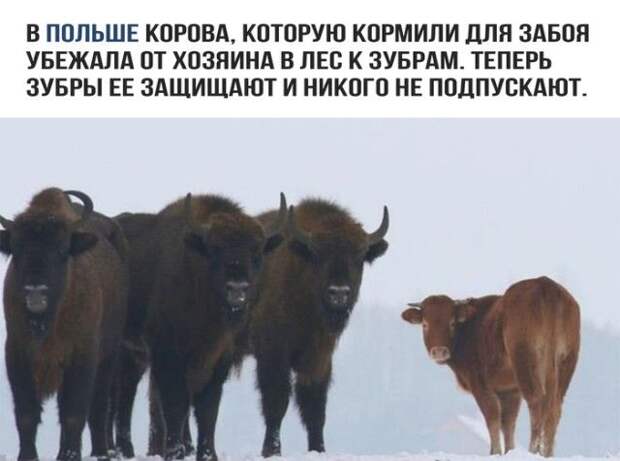 Подборка картинок. Дневной выпуск (50 фото)