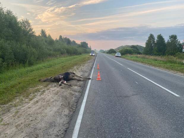 Лось попал под колёса машины на дороге в Тверской области