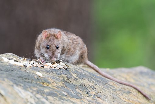 Коричневая Крыса, Животное, Грызун