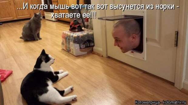 Лучшая котоматрица недели (38 фото)