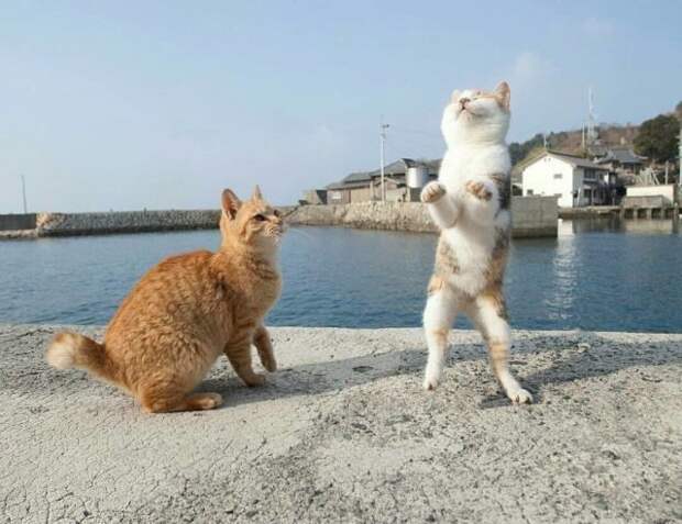 Прикольные котики коты, прикол, фото