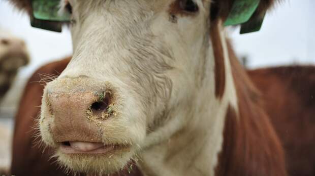 Перемещение скота могло стать причиной возникновения пастереллеза под Новосибирском