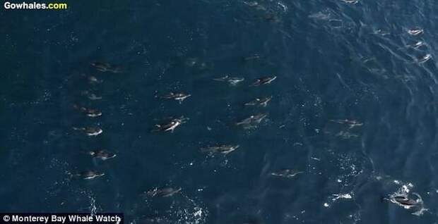 Захватывающая аэросъемка показывает сотни дельфинов, плывущих в компании с горбатым китом у побережья Калифорнии видео с животными, горбатый кит, дельфины, калифорния, киты, морские животные, морские жители, природа