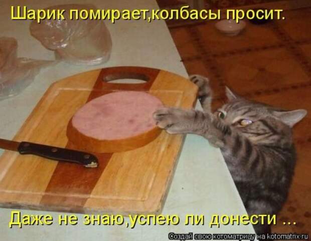 Лучшие котоматрицы недели, 25 фото