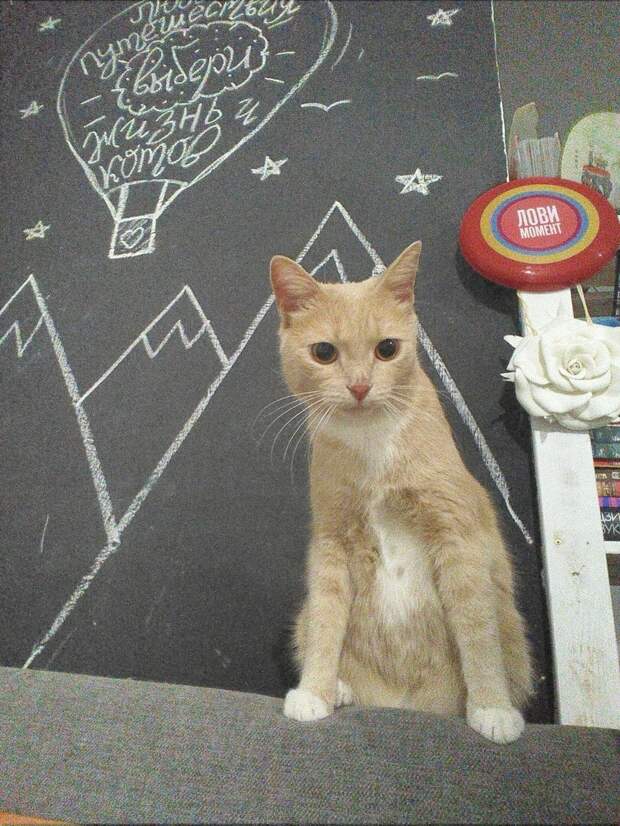 кот нашел дом рыжий кот