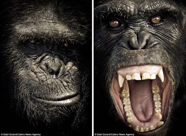Эмоции обезьян в фотографиях
