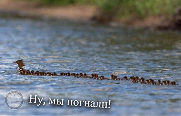 Ну, мы погнали!