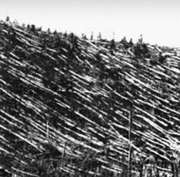 Рис. 1. Стволы деревьев, поваленных воздушной взрывной волной в районе падения Тунгусского метеорита.