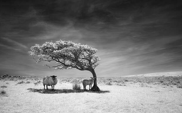 Лучшие фотографии животных прошедшей недели