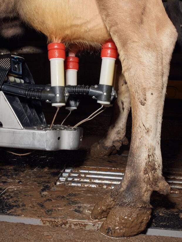 Robotic Milkers and an Automated Greenhouse: Inside a High-Tech Small Farm
