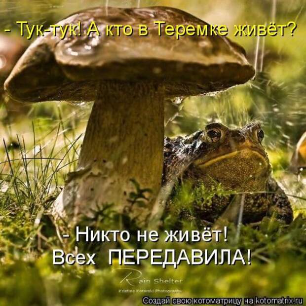 Котоматрицы (картинки с надписями)