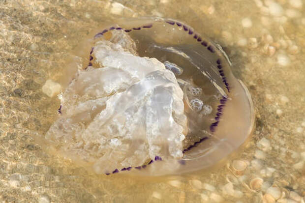 Медузы, водоросли, мутность: Азовское море становится хуже. Учёные бьют тревогу