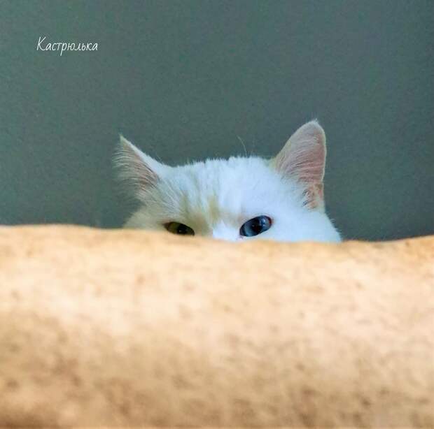 Зачем кошка ест несъедобное?