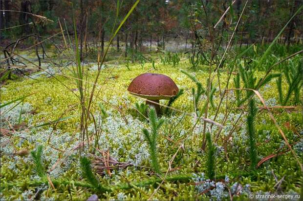 Лес грибы белый гриб боровик во мху
