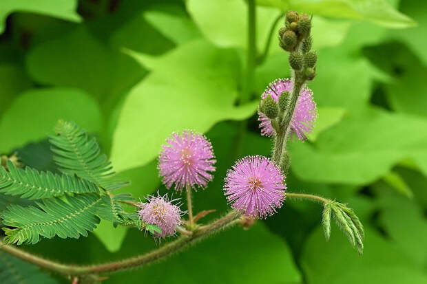 2222299_1024pxMimosa_pudica_2 (700x466, 58Kb)
