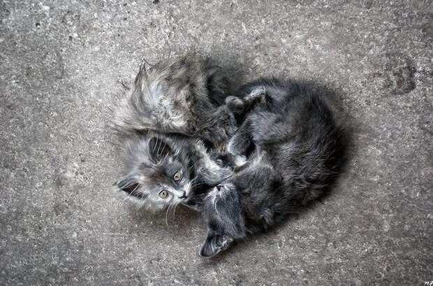 В Петербурге живодёры выкинули из окна 15 кошек, три из которых погибли. ynews, домашние животные, животные, зоополиция, интересное, полиция, соблюдение прав животных