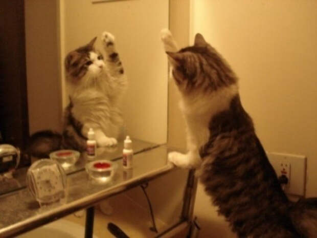 Наши домашние любимцы тоже любят смотреться в зеркала