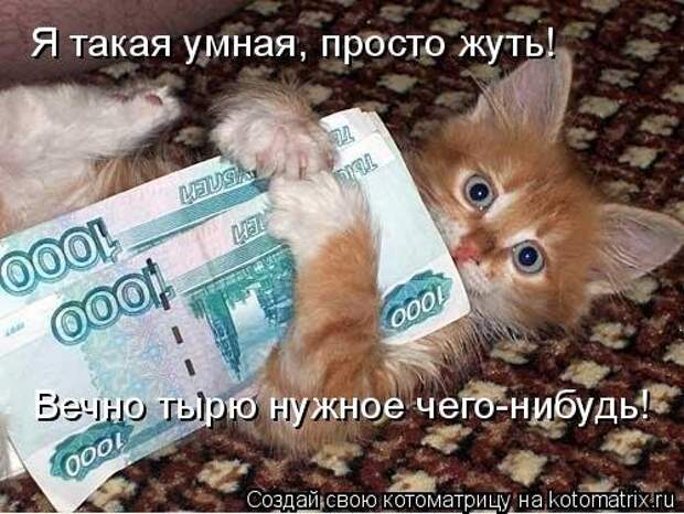 Лучшая котоматрица недели (43 фото)