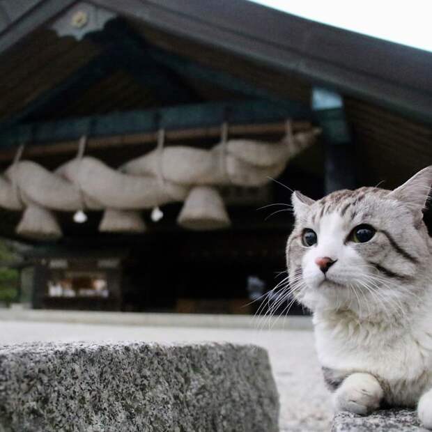 Фотогеничность зашкаливает: кот, который всегда замечательно выходит на снимках Нянкичи, животные, знаменитость, кот, фотогеничность, фотография, япония