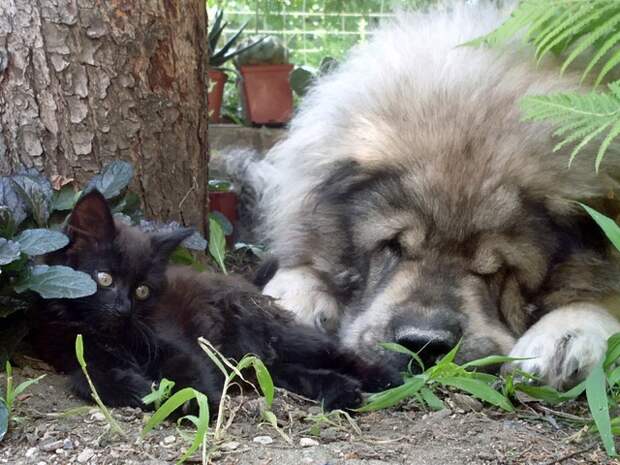Кот и пёс  кот, кошка, пёс, собака