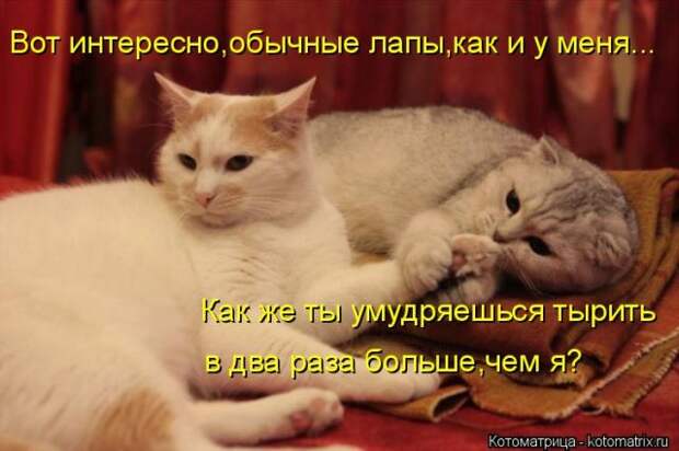 Лучшие котоматрицы недели (50 фото)