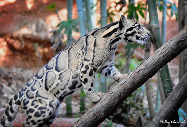 dymchatyi leopard