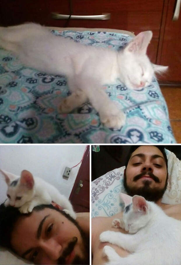 Фото кошек, которые пробираются в дома и остаются жить навсегда