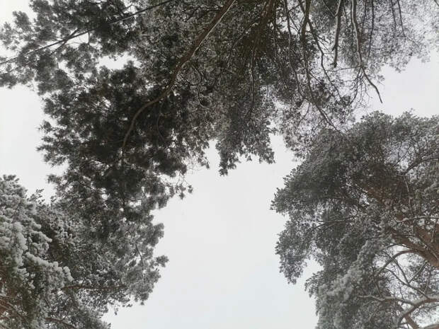 Каргопольский бизнесмен нарушил границы лесосеки на полмиллиона рублей