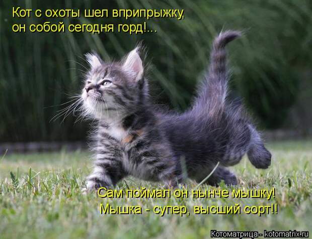 Котоматрица: Кот с охоты шел вприпрыжку, он собой сегодня горд!... Сам поймал он нынче мышку! Мышка - супер, высший сорт!!