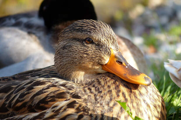 Утиный массаж ног предлагает туристам сельский курорт во Вьетнаме