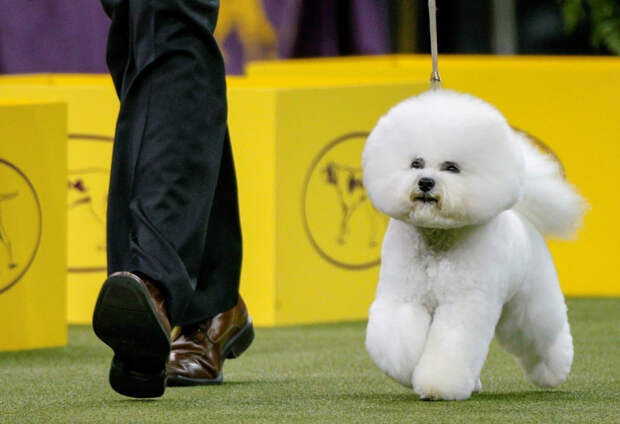 Конкурс собачьей красоты: Westminster Kennel Club 2018