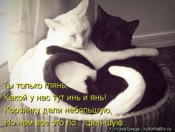 Котоматрицы(картинки с надписями)