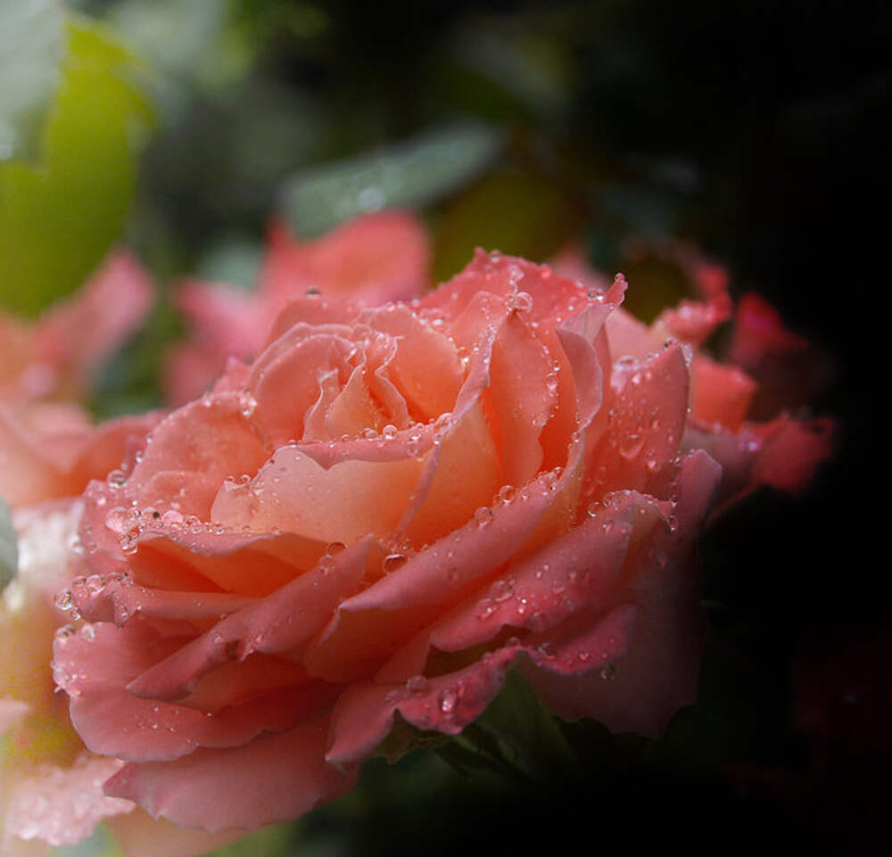 Аромат нежный розы. Трогательные цветы. Цветы нежные и трогательные. Цветочки нежно красиво. Самые нежные розы.