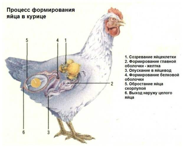 Как формируется яйцо в курице как это происходит, образуется, природа, растет, факты, что это такое