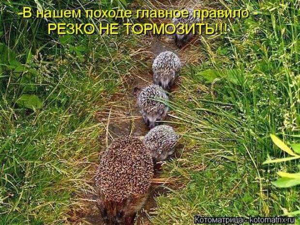 Котоматрицы(картинки с надписями)