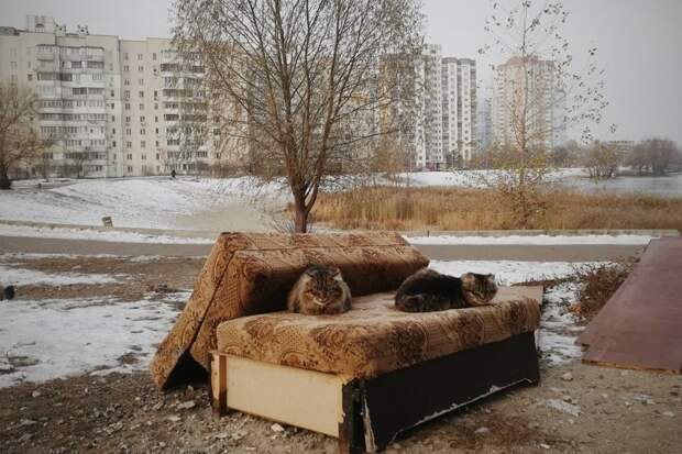 Очень колоритные уличные коты бездомные, город, кот, кошка, улица, уличные кошки, эстетика