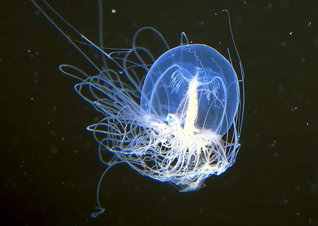 Turritopsis nutricula