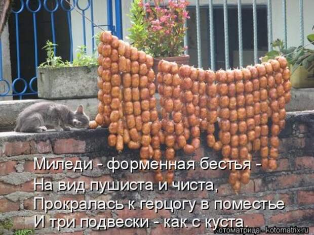 Свежая котоматрица для всех (33 фото)