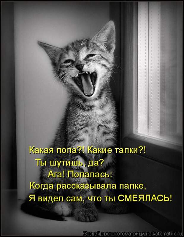 Забавные котоматрицы