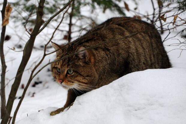Боевые Коты... разное, животные