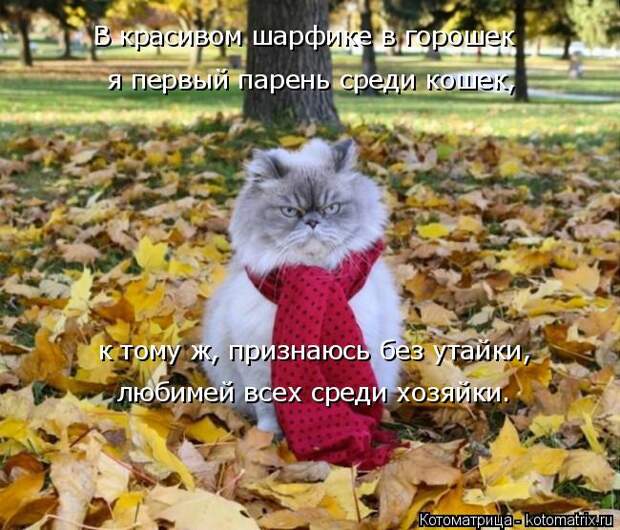 Котоматрица: В красивом шарфике в горошек я первый парень среди кошек, к тому ж, признаюсь без утайки, любимей всех среди хозяйки.