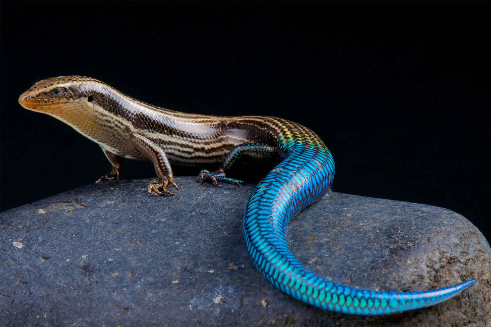 Синехвостый шестиполосый хальцид (Chalcides sexlineatus)