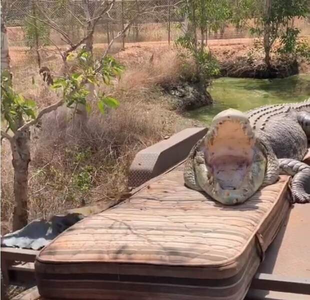 Австралийские страсти: гигантский крокодил охотился на коров